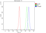 Flow Cytometry analysis of Jurkat cells using anti-STAMBP antibody. Overlay histogram showing Jurkat cells stained with (Blue line). To facilitate intracellular staining, cells were fixed with 4% paraformaldehyde and permeabilized with permeabilization buffer. The cells were blocked with 10% normal goat serum. And then incubated with rabbit anti-STAMBP antibody (1 ug/million cells) for 30 min at 20oC. DyLight 488 conjugated goat anti-rabbit IgG (5-10 ug/million cells) was used as secondary antibody for 30 minutes at 20oC. Isotype control antibody (Green line) was rabbit IgG (1 ug/million cells) used under the same conditions. Unlabelled sample without incubation with primary antibody and secondary antibody (Red line) was used as a blank control.