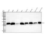 Western blot analysis of using anti-ARL2 antibody. Lane 1: human T-47D whole cell lysates, Lane 2: human whole cell lysates, Lane 3: human U-397 whole cell lysates, Lane 4: human Hela whole cell lysates, Lane 5: rat liver tissue lysates, Lane 6: rat lung tissue lysates, Lane 7: mouse liver tissue lysates, Lane 8: mouse lung tissue lysates. After electrophoresis, proteins were transferred to a nitrocellulose membrane at 150 mA for 50-90 minutes. Blocked the membrane with 5% non-fat milk/TBS for 1.5 hour at RT. The membrane was incubated with rabbit anti-ARL2 antibody at 0.5 ug/ml overnight at 4oC, then washed with TBS-0.1%Tween 3 times with 5 minutes each and probed with a goat anti-rabbit IgG-HRP secondary antibody at a dilution of 1:5000 for 1.5 hour at RT. The signal was developed using enhanced chemiluminescent. A specific band was detected for at approximately 18 kDa. The expected molecular weight of is at 21 kDa.