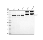 Western blot analysis of SH2B1 using anti-SH2B1 antibody. Electrophoresis was performed on a 10% SDS-PAGE gel at 80V (Stacking gel) / 120V (Resolving gel) for 2 hours. Lane 1: human 293T whole cell lysates, Lane 2: human Hela whole cell lysates, Lane 3: human SH-SY5Y whole cell lysates, Lane 4: rat brain tissue lysates, Lane 5: mouse brain tissue lysates. After electrophoresis, proteins were transferred to a nitrocellulose membrane at 150 mA for 50-90 minutes. Blocked the membrane with 5% non-fat milk/TBS for 1.5 hour at RT. The membrane was incubated with rabbit anti-SH2B1 antibody at 0.5 ug/ml overnight at 4oC, then washed with TBS-0.1%Tween 3 times with 5 minutes each and probed with a goat anti-rabbit IgG-HRP secondary antibody at a dilution of 1:5000 for 1.5 hour at RT. The signal was developed using an ECL Plus Western Blotting Substrate. A light ~70 kDa and stronger ~85 kDa band are observed in human lysates, consistent with expression of shorter and full-length isoforms. Mouse and rat brain samples display a 90-100 kDa doublet and higher 140-150 kDa doublet, likely reflecting phosphorylated and complexed forms of SH2B1 previously reported in neuronal tissue.