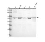 Western blot analysis of PET112/GATB using anti-GATB antibody. Lane 1: human Hela whole cell lysates, Lane 2: human HepG2 whole cell lysates, Lane 3: human Jurkat whole cell lysates, Lane 4: human PC-3 whole cell lysates, Lane 5: mouse kidney tissue lysates. After electrophoresis, proteins were transferred to a nitrocellulose membrane at 150 mA for 50-90 minutes. Blocked the membrane with 5% non-fat milk/TBS for 1.5 hour at RT. The membrane was incubated with rabbit anti-GATB antibody at 0.5 ug/ml overnight at 4oC, then washed with TBS-0.1%Tween 3 times with 5 minutes each and probed with a goat anti-rabbit IgG-HRP secondary antibody at a dilution of 1:5000 for 1.5 hour at RT. The signal was developed using enhanced chemiluminescent. A specific band was detected for PET112/GATB at approximately 62 kDa. The expected molecular weight of PET112/GATB is at 62 kDa.