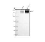 Western blot analysis of NRXN2 using anti-NRXN2 antibody. Electrophoresis was performed on a 8% SDS-PAGE gel at 80V (Stacking gel) / 120V (Resolving gel) for 2 hours. Lane 1: rat brain tissue lysates, Lane 2: mouse brain tissue lysates. After electrophoresis, proteins were transferred to a nitrocellulose membrane at 150 mA for 50-90 minutes. Blocked the membrane with 5% non-fat milk/TBS for 1.5 hour at RT. The membrane was incubated with rabbit anti-NRXN2 antibody at 0.5 ug/ml overnight at 4oC, then washed with TBS-0.1%Tween 3 times with 5 minutes each and probed with a goat anti-rabbit IgG-HRP secondary antibody at a dilution of 1:5000 for 1.5 hour at RT. The signal was developed using an ECL Plus Western Blotting Substrate. A diffuse ~185 kDa band is detected in rat and mouse brain lysates, consistent with the heavily glycosylated alpha isoform of NRXN2. The hazy migration pattern reflects heterogeneous glycosylation and alternative splicing commonly reported for neurexins in neuronal tissue.