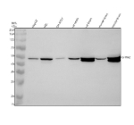 Western blot analysis of GFRA2 using anti-GFRA2 antibody. Electrophoresis was performed on a 10% SDS-PAGE gel at 80V (Stacking gel) / 120V (Resolving gel) for 2 hours. Lane 1: human HepG2 whole cell lysates, Lane 2: human HEL whole cell lysates, Lane 3: human SH-SY5Y whole cell lysates, Lane 4: rat testis tissue lysates, Lane 5: rat brain tissue lysates, Lane 6: mouse testis tissue lysates, Lane 7: mouse brain tissue lysates. After electrophoresis, proteins were transferred to a nitrocellulose membrane at 150 mA for 50-90 minutes. Blocked the membrane with 5% non-fat milk/TBS for 1.5 hour at RT. The membrane was incubated with rabbit anti-GFRA2 antibody at 0.5 ug/ml overnight at 4oC, then washed with TBS-0.1%Tween 3 times with 5 minutes each and probed with a goat anti-rabbit IgG-HRP secondary antibody at a dilution of 1:5000 for 1.5 hour at RT. The signal was developed using an ECL Plus Western Blotting Substrate. GFRA2 western blot shows a ~52 kDa band with a close upper/lower doublet in mouse/rat brain, consistent with differential glycosylation and GPI-anchor processing/shedding typical of GFRa family receptors.