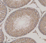 Immunohistochemical staining of GFRA2 using anti-GFRA2 antibody. GFRA2 was detected in a paraffin-embedded section of rat testis tissue. Heat mediated antigen retrieval was performed in EDTA buffer (pH 8.0, epitope retrieval solution). The tissue section was blocked with 10% goat serum. The tissue section was then incubated with 2 ug/ml rabbit anti-GFRA2 antibody overnight at 4oC. Peroxidase Conjugated Goat Anti-rabbit IgG was used as secondary antibody and incubated for 30 minutes at 37oC. The tissue section was developed using an HRP secondary and DAB substrate.