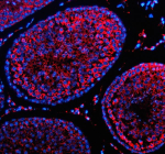 Immunofluorescent staining of GFRA2 using anti-GFRA2 antibody (red). GFRA2 was detected in a paraffin-embedded section of rat testis tissue. Heat mediated antigen retrieval was performed in EDTA buffer (pH 8.0, epitope retrieval solution). The tissue section was blocked with 10% goat serum. The tissue section was then incubated with 5 ug/ml rabbit anti-GFRA2 antibody overnight at 4oC. Cy3 Conjugated Goat Anti-Rabbit IgG was used as secondary antibody at 1:500 dilution and incubated for 30 minutes at 37oC. The section was counterstained with DAPI nuclear stain (blue). Visualize using a fluorescence microscope and filter sets appropriate for the label used.