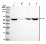 Western blot analysis of PCYOX1 using anti-PCYOX1 antibody. Lane 1: human HepG2 whole cell lysates, Lane 2: human Jurkat whole cell lysates, Lane 3: human SiHa whole cell lysates, Lane 5: human Caco-2 whole cell lysates. After electrophoresis, proteins were transferred to a nitrocellulose membrane at 150 mA for 50-90 minutes. Blocked the membrane with 5% non-fat milk/TBS for 1.5 hour at RT. The membrane was incubated with rabbit anti-PCYOX1 antibody at 0.5 ug/ml overnight at 4oC, then washed with TBS-0.1%Tween 3 times with 5 minutes each and probed with a goat anti-rabbit IgG-HRP secondary antibody at a dilution of 1:5000 for 1.5 hour at RT. The signal was developed using enhanced chemiluminescent. The expected molecular weight of PCYOX1 is ~57 kDa. PCYOX1 western blot across human cell lines shows strong bands in hepatocellular and epithelial lines and a weak band in Jurkat, consistent with lower expression of PCYOX1 in T-cell-derived cells.