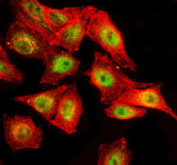Immunofluorescent staining of SPOPL using anti-SPOPL antibody (green) and anti-Beta Tubulin antibody (red). SPOPL was detected in an immunocytochemical section of cells. Enzyme antigen retrieval was performed using IHC enzyme antigen retrieval reagent for 15 mins. The cells were blocked with 10% goat serum. And then incubated with 5 ug/ml rabbit anti-SPOPL antibody and mouse anti-Beta Tubulin antibody overnight at 4oC. DyLight 488 Conjugated Goat Anti-Rabbit IgG and Cy3 Conjugated Goat Anti-Mouse IgG were used as secondary antibody at 1:500 dilution and incubated for 30 minutes at 37oC. Visualize using a fluorescence microscope and filter sets appropriate for the label used.