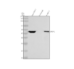Immunoprecipitating SPOPL in MCF-7 whole cell lysate. Western blot analysis of SPOPL using anti-SPOPL antibody. Lane 1: MCF-7 whole cell lysates (30ug), Lane 2: Rabbit control IgG instead of anti-SPOPL antibody in MCF-7 whole cell lysate, Lane 3: anti-SPOPL antibody (2ug) + MCF-7 whole cell lysate (500ug). After electrophoresis, proteins were transferred to a membrane. Then the membrane was incubated with rabbit anti-SPOPL antibody at a dilution of 0.5 ug/ml and probed with a mouse anti-rabbit IgG-HRP secondary antibody (Light Chain). The signal is developed using ECL Plus Western Blotting Substrate. A specific band was detected for SPOPL at approximately 45 kDa. The expected molecular weight of SPOPL is at 45 kDa.