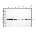 Western blot analysis of ATF5 using anti-ATF5 antibody. Lane 1: human Jurkat whole cell lysates, Lane 2: human Hela whole cell lysates, Lane 3: human 293T whole cell lysates, Lane 4: human SH-SY5Y whole cell lysates, Lane 5: rat liver tissue lysates, Lane 6: rat RH35 whole cell lysates, Lane 7: mouse liver tissue lysates. After electrophoresis, proteins were transferred to a nitrocellulose membrane at 150 mA for 50-90 minutes. Blocked the membrane with 5% non-fat milk/TBS for 1.5 hour at RT. The membrane was incubated with rabbit anti-ATF5 antibody at 0.5 ug/ml overnight at 4oC, then washed with TBS-0.1%Tween 3 times with 5 minutes each and probed with a goat anti-rabbit IgG-HRP secondary antibody at a dilution of 1:5000 for 1.5 hour at RT. The signal was developed using enhanced chemiluminescent. A prominent ~37 kDa doublet is observed in Jurkat and HeLa lysates, consistent with phosphorylated and unmodified forms of ATF5. Rat and mouse samples show a similar but weaker doublet, reflecting isoform and modification differences reported in the literature.