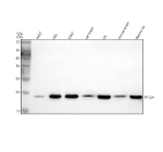 Western blot analysis of RPL24 using anti-RPL24 antibody. Electrophoresis was performed on a 12% SDS-PAGE gel at 80V (Stacking gel) / 120V (Resolving gel) for 2 hours. Lane 1: human whole cell lysates, Lane 2: human HEL whole cell lysates, Lane 3: human 293T whole cell lysates, Lane 4: rat brain tissue lysates, Lane 5: rat C6 whole cell lysates, Lane 6: mouse brain tissue lysates, Lane 7: mouse Neuro-2a whole cell lysates. After electrophoresis, proteins were transferred to a nitrocellulose membrane at 150 mA for 50-90 minutes. Blocked the membrane with 5% non-fat milk/TBS for 1.5 hour at RT. The membrane was incubated with rabbit anti-RPL24 antibody at 0.5 ug/ml overnight at 4oC, then washed with TBS-0.1%Tween 3 times with 5 minutes each and probed with a goat anti-rabbit IgG-HRP secondary antibody at a dilution of 1:5000 for 1.5 hour at RT. The signal was developed using an ECL Plus Western Blotting Substrate. A specific band was detected for RPL24 at approximately 18 kDa. The expected molecular weight of RPL24 is ~18 kDa.