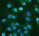 Immunofluorescent staining of RPL24 using anti-RPL24 antibody (green). RPL24 was detected in an immunocytochemical section of cells. Enzyme antigen retrieval was performed using IHC enzyme antigen retrieval reagent for 15 mins. The cells were blocked with 10% goat serum. And then incubated with 5 ug/ml rabbit anti-RPL24 antibody overnight at 4oC. DyLight 488 Conjugated Goat Anti-Rabbit IgG was used as secondary antibody at 1:500 dilution and incubated for 30 minutes at 37oC. The section was counterstained with DAPI nuclear stain (blue). Visualize using a fluorescence microscope and filter sets appropriate for the label used.