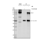 Immunoprecipitating POLD1 in 293T whole cell lysate. Western blot analysis of POLD1 using anti-POLD1 antibody. Lane 1: 293T whole cell lysates (30ug), Lane 2: Rabbit control IgG instead of anti-POLD1 antibody in 293T whole cell lysate, Lane 3: anti-POLD1 antibody (2ug) + 293T whole cell lysate (500ug). After electrophoresis, proteins were transferred to a membrane. Then the membrane was incubated with rabbit anti-POLD1 antibody at a dilution of 0.5 ug/ml and probed with a goat anti-rabbit IgG-HRP secondary antibody. The signal is developed using ECL Plus Western Blotting Substrate. A specific band was detected for POLD1 at approximately 124 kDa. The expected molecular weight of POLD1 is at 124 kDa.