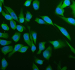 Immunofluorescent staining of ABCE1 using anti-ABCE1 antibody (green). ABCE1 was detected in an immunocytochemical section of HELA cells. Enzyme antigen retrieval was performed using IHC enzyme antigen retrieval reagent for 15 mins. The cells were blocked with 10% goat serum. And then incubated with 5 ug/ml rabbit anti-ABCE1 antibody overnight at 4oC. DyLight 488 Conjugated Goat Anti-Rabbit IgG was used as secondary antibody at 1:500 dilution and incubated for 30 minutes at 37oC. The section was counterstained with DAPI nuclear stain (blue). Visualize using a fluorescence microscope and filter sets appropriate for the label used.