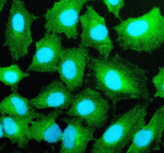 Immunofluorescent staining of STX4 using anti-STX4 antibody (green). STX4 was detected in an immunocytochemical section of cells. Enzyme antigen retrieval was performed using IHC enzyme antigen retrieval reagent for 15 mins. The cells were blocked with 10% goat serum. And then incubated with 5 ug/ml rabbit anti-STX4 antibody overnight at 4oC. DyLight 488 Conjugated Goat Anti-Rabbit IgG was used as secondary antibody at 1:500 dilution and incubated for 30 minutes at 37oC. The section was counterstained with DAPI nuclear stain (blue). Visualize using a fluorescence microscope and filter sets appropriate for the label used.
