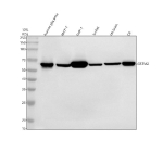 Western blot analysis of QRSL1 using anti-QRSL1 antibody. Electrophoresis was performed on a 10% SDS-PAGE gel at 80V (Stacking gel) / 120V (Resolving gel) for 2 hours. Lane 1: human placenta tissue lysates, Lane 2: human MCF-7 whole cell lysates, Lane 3: human THP-1 whole cell lysates, Lane 4: human Jurkat whole cell lysates, Lane 5: rat brain tissue lysates, Lane 6: rat C6 whole cell lysates. After electrophoresis, proteins were transferred to a nitrocellulose membrane at 150 mA for 50-90 minutes. Blocked the membrane with 5% non-fat milk/TBS for 1.5 hour at RT. The membrane was incubated with rabbit anti-QRSL1 antibody at 0.5 ug/ml overnight at 4oC, then washed with TBS-0.1%Tween 3 times with 5 minutes each and probed with a goat anti-rabbit IgG-HRP secondary antibody at a dilution of 1:5000 for 1.5 hour at RT. The signal was developed using an ECL Plus Western Blotting Substrate. A specific band was detected for QRSL1 at approximately 57 kDa. The expected molecular weight of QRSL1 is ~57 kDa.