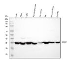 Western blot analysis of Annexin /ANXA2 using anti-ANXA2 antibody. Lane 1: human Hela whole cell lysates, Lane 2: human whole cell lysates, Lane 3: human U251 whole cell lysates, Lane 4: human placenta tissue lysates, Lane 5: rat kidney tissue lysates, Lane 6: rat C6 whole cell lysates, Lane 7: mouse kidney tissue lysates, Lane 8: mouse NIH/3T3 whole cell lysates. After electrophoresis, proteins were transferred to a nitrocellulose membrane at 150 mA for 50-90 minutes. Blocked the membrane with 5% non-fat milk/TBS for 1.5 hour at RT. The membrane was incubated with rabbit anti-ANXA2 antibody at 0.5 ug/ml overnight at 4oC, then washed with TBS-0.1%Tween 3 times with 5 minutes each and probed with a goat anti-rabbit IgG-HRP secondary antibody at a dilution of 1:5000 for 1.5 hour at RT. The signal was developed using enhanced chemiluminescent. A single band is detected at ~36 kDa across samples, consistent with the known faster SDS-PAGE migration of Annexin A2 relative to its ~39 kDa predicted mass.
