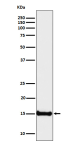 Western blot analysis of Histone H3 (di methyl K4) expression in human HeLa cell lysate using Histone H3 (di methyl K4) antibody.