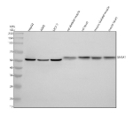 Western blot analysis of SNTA1 using anti-SNTA1 antibody. Electrophoresis was performed on a 10% SDS-PAGE gel at 80V (Stacking gel) / 120V (Resolving gel) for 2 hours. Lane 1: human HepG2 whole cell lysates, Lane 2: human whole cell lysates, Lane 3: human MCF-7 whole cell lysates, Lane 4: rat skeletal muscle tissue lysates, Lane 5: rat heart tissue lysates, Lane 6: mouse skeletal muscle tissue lysates, Lane 7: mouse heart tissue lysates. After electrophoresis, proteins were transferred to a nitrocellulose membrane at 150 mA for 50-90 minutes. Blocked the membrane with 5% non-fat milk/TBS for 1.5 hour at RT. The membrane was incubated with rabbit anti-SNTA1 antibody at 0.5 ug/ml overnight at 4oC, then washed with TBS-0.1%Tween 3 times with 5 minutes each and probed with a goat anti-rabbit IgG-HRP secondary antibody at a dilution of 1:5000 for 1.5 hour at RT. The signal was developed using an ECL Plus Western Blotting Substrate. A predominant ~54 kDa band is detected in all samples. Rat and mouse tissues show a slightly higher band forming a tight doublet with a lower band, consistent with phosphorylation-dependent mobility and a minor proteolytic or shorter isoform species commonly observed in rodent muscle lysates.