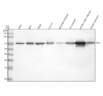 Western blot analysis of PLS1 using anti-PLS1 antibody. Lane 1: human whole cell lysates, Lane 2: human RT4 whole cell lysates, Lane 3: human whole cell lysates, Lane 4: human Caco-2 whole cell lysates, Lane 5: rat small intestine tissue lysates, Lane 6: rat stomach tissue lysates, Lane 7: mouse small intestine tissue lysates, Lane 8: mouse stomach tissue lysates. After electrophoresis, proteins were transferred to a nitrocellulose membrane at 150 mA for 50-90 minutes. Blocked the membrane with 5% non-fat milk/TBS for 1.5 hour at RT. The membrane was incubated with rabbit anti-PLS1 antibody at 0.5 ug/ml overnight at 4oC, then washed with TBS-0.1%Tween 3 times with 5 minutes each and probed with a goat anti-rabbit IgG-HRP secondary antibody at a dilution of 1:5000 for 1.5 hour at RT. The signal was developed using enhanced chemiluminescent. A specific band was detected for PLS1 at approximately 70 kDa. The expected molecular weight of PLS1 is ~70 kDa.