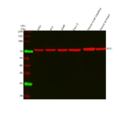 Western blot analysis of PLS1 using anti-PLS1 antibody. Lane 1: human whole cell lysates, Lane 2: human RT4 whole cell lysates, Lane 3: human whole cell lysates, Lane 4: human Caco-2 whole cell lysates, Lane 5: mouse small intestine tissue lysates, Lane 6: rat stomach tissue lysates. After electrophoresis, proteins were transferred to a nitrocellulose membrane at 150 mA for 50-90 minutes. Blocked the membrane with 5% non-fat milk/TBS for 1.5 hour at RT. The membrane was incubated with rabbit anti-PLS1 antibody at 0.5 ug/ml overnight at 4oC, then washed with TBS-0.1%Tween 3 times with 5 minutes each and probed with a goat anti-rabbit IgG-DyLight 647 Conjugated secondary antibody at a dilution of 1:2000 for 1.5 hour at RT. A specific band was detected for PLS1 at approximately 70 kDa. The expected molecular weight of PLS1 is at 70 kDa.