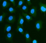 Immunofluorescent staining of PLS1 using anti-PLS1 antibody (blue). PLS1 was detected in an immunocytochemical section of cells. Enzyme antigen retrieval was performed using IHC enzyme antigen retrieval reagent for 15 mins. The cells were blocked with 10% goat serum. And then incubated with 5 ug/ml rabbit anti-PLS1 antibody overnight at 4oC. DyLight 488 Conjugated Goat Anti-Rabbit IgG was used as secondary antibody at 1:500 dilution and incubated for 30 minutes at 37oC. The section was counterstained with DAPI nuclear stain (blue). Visualize using a fluorescence microscope and filter sets appropriate for the label used.