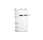 Western blot analysis of MCM9 using anti-MCM9 antibody. Lane 1: human 293T whole cell lysates, Lane 2: human MCF-7 whole cell lysates. After electrophoresis, proteins were transferred to a nitrocellulose membrane at 150 mA for 50-90 minutes. Blocked the membrane with 5% non-fat milk/TBS for 1.5 hour at RT. The membrane was incubated with rabbit anti-MCM9 antibody at 0.5 ug/ml overnight at 4oC, then washed with TBS-0.1%Tween 3 times with 5 minutes each and probed with a goat anti-rabbit IgG-HRP secondary antibody at a dilution of 1:5000 for 1.5 hour at RT. The signal was developed using enhanced chemiluminescent. A specific band was detected for MCM9 at approximately 127 kDa. The expected molecular weight of MCM9 is ~127 kDa.