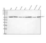 Western blot analysis of NSUN7 using anti-NSUN7 antibody. Lane 1: human U2OS whole cell lysates, Lane 2: rat liver tissue lysates, Lane 3: rat testis tissue lysates, Lane 4: rat RH-35 whole cell lysates, Lane 5: mouse liver tissue lysates, Lane 6: mouse testis tissue lysates, Lane 7: mouse RAW264.7 whole cell lysates. After electrophoresis, proteins were transferred to a nitrocellulose membrane at 150 mA for 50-90 minutes. Blocked the membrane with 5% non-fat milk/TBS for 1.5 hour at RT. The membrane was incubated with rabbit anti-NSUN7 antibody at 0.5 ug/ml overnight at 4oC, then washed with TBS-0.1%Tween 3 times with 5 minutes each and probed with a goat anti-rabbit IgG-HRP secondary antibody at a dilution of 1:5000 for 1.5 hour at RT. The signal was developed using enhanced chemiluminescent. A specific band was detected for NSUN7 at approximately 81 kDa. The expected molecular weight of NSUN7 is ~81 kDa.