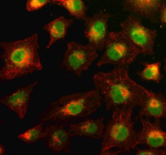Immunofluorescent staining of PYK2/PTK2B using anti-PTK2B antibody (green)) and anti-Beta Tubulin antibody (red). PYK2/PTK2B was detected in an immunocytochemical section of cells. Enzyme antigen retrieval was performed using IHC enzyme antigen retrieval reagent for 15 mins. The cells were blocked with 10% goat serum. And then incubated with 5 ug/ml rabbit anti-PTK2B antibody and mouse anti-Beta Tubulin antibody overnight at 4oC. DyLight 488 Conjugated Goat Anti-Rabbit IgG and Cy3 Conjugated Goat Anti-Mouse IgG were used as secondary antibody at 1:500 dilution and incubated for 30 minutes at 37oC. Visualize using a fluorescence microscope and filter sets appropriate for the label used.