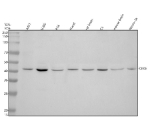 Western blot analysis of CBX6 using anti-CBX6 antibody. Electrophoresis was performed on a 10% SDS-PAGE gel at 80V (Stacking gel) / 120V (Resolving gel) for 2 hours. Lane 1: human whole cell lysates, Lane 2: human U2OS whole cell lysates, Lane 3: human RT4 whole cell lysates, Lane 4: human Hacat whole cell lysates, Lane 5: rat brain tissue lysates, Lane 6: rat C6 whole cel lysates, Lane 7: mouse brain tissue lysates, Lane 8: mouse Neuro-2a whole cel lysates. After electrophoresis, proteins were transferred to a nitrocellulose membrane at 150 mA for 50-90 minutes. Blocked the membrane with 5% non-fat milk/TBS for 1.5 hour at RT. The membrane was incubated with rabbit anti-CBX6 antibody at 0.5 ug/ml overnight at 4oC, then washed with TBS-0.1%Tween 3 times with 5 minutes each and probed with a goat anti-rabbit IgG-HRP secondary antibody at a dilution of 1:5000 for 1.5 hour at RT. The signal was developed using an ECL Plus Western Blotting Substrate. A specific band was detected for CBX6 at approximately 44 kDa. The expected molecular weight of CBX6 is ~44 kDa.