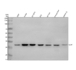 Western blot analysis of GCH1 using anti-GCH1 antibody. Electrophoresis was performed on a 10% SDS-PAGE gel at 80V (Stacking gel) / 120V (Resolving gel) for 2 hours. Lane 1: human 293T whole cell lysates, Lane 2: human Jurkat whole cell lysates, Lane 3: human SH-SY5Y whole cell lysates, Lane 4: human RT4 whole cell lysates, Lane 5: rat liver tissue lysates, Lane 6: mouse liver tissue lysates, Lane 7: mouse HEPA1-6 whole cell lysates. After electrophoresis, proteins were transferred to a nitrocellulose membrane at 150 mA for 50-90 minutes. Blocked the membrane with 5% non-fat milk/TBS for 1.5 hour at RT. The membrane was incubated with rabbit anti-GCH1 antibody at 0.5 ug/ml overnight at 4oC, then washed with TBS-0.1%Tween 3 times with 5 minutes each and probed with a goat anti-rabbit IgG-HRP secondary antibody at a dilution of 1:5000 for 1.5 hour at RT. The signal was developed using an ECL Plus Western Blotting Substrate. The expected molecular weight of GCH1 is ~28 kDa.