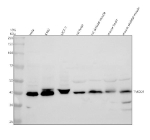 Western blot analysis of TMOD1 using anti-TMOD1 antibody. Electrophoresis was performed on a 10% SDS-PAGE gel at 80V (Stacking gel) / 120V (Resolving gel) for 2 hours. Lane 1: human Hela whole cell lysates, Lane 2: human K562 whole cell lysates, Lane 3: human MCF-7 whole cell lysates, Lane 4: rat heart tissue lysates, Lane 5: rat skeletal muscle tissue lysates, Lane 6: mouse heart tissue lysates, Lane 7: mouse skeletal muscle tissue lysates. After electrophoresis, proteins were transferred to a nitrocellulose membrane at 150 mA for 50-90 minutes. Blocked the membrane with 5% non-fat milk/TBS for 1.5 hour at RT. The membrane was incubated with rabbit anti-TMOD1 antibody at 0.5 ug/ml overnight at 4oC, then washed with TBS-0.1%Tween 3 times with 5 minutes each and probed with a goat anti-rabbit IgG-HRP secondary antibody at a dilution of 1:5000 for 1.5 hour at RT. The signal was developed using an ECL Plus Western Blotting Substrate. A specific band was detected for TMOD1 at approximately 41 kDa. The expected molecular weight of TMOD1 is ~41 kDa.