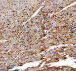 Immunohistochemical staining of TMOD1 using anti-TMOD1 antibody. TMOD1 was detected in a paraffin-embedded section of rat heart tissue. Heat mediated antigen retrieval was performed in EDTA buffer (pH 8.0, epitope retrieval solution). The tissue section was blocked with 10% goat serum. The tissue section was then incubated with 2 ug/ml rabbit anti-TMOD1 antibody overnight at 4oC. Peroxidase Conjugated Goat Anti-rabbit IgG was used as secondary antibody and incubated for 30 minutes at 37oC. The tissue section was developed using an HRP secondary and DAB substrate.