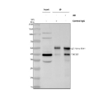 Immunoprecipitating TMOD1 in Hela whole cell lysate. Western blot analysis of TMOD1 using anti-TMOD1 antibody. Lane 1: Hela whole cell lysates (30ug), Lane 2: Rabbit control IgG instead of anti-TMOD1 antibody in Hela whole cell lysate, Lane 3: anti-TMOD1 antibody (2ug) + Hela whole cell lysate (500ug). After electrophoresis, proteins were transferred to a membrane. Then the membrane was incubated with rabbit anti-TMOD1 antibody at a dilution of 0.5 ug/ml and probed with a goat anti-rabbit IgG-HRP secondary antibody. The signal is developed using ECL Plus Western Blotting Substrate. A specific band was detected for TMOD1 at approximately 41 kDa. The expected molecular weight of TMOD1 is at 41 kDa.