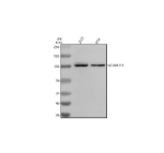 Western blot analysis of ADAMTS1 using anti-ADAMTS1 antibody. Electrophoresis was performed on a 8% SDS-PAGE gel at 80V (Stacking gel) / 120V (Resolving gel) for 2 hours. Lane 1: human 293T whole cell lysates, Lane 2: human RT4 whole cell lysates. After electrophoresis, proteins were transferred to a nitrocellulose membrane at 150 mA for 50-90 minutes. Blocked the membrane with 5% non-fat milk/TBS for 1.5 hour at RT. The membrane was incubated with rabbit anti-ADAMTS1 antibody at 0.5 ug/ml overnight at 4oC, then washed with TBS-0.1%Tween 3 times with 5 minutes each and probed with a goat anti-rabbit IgG-HRP secondary antibody at a dilution of 1:5000 for 1.5 hour at RT. The signal was developed using an ECL Plus Western Blotting Substrate. A specific band was detected for ADAMTS1 at approximately 105 kDa. The expected molecular weight of ADAMTS1 is ~105 kDa.