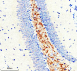 Immunohistochemical staining of SLC7A14 using anti-SLC7A14 antibody. SLC7A14 was detected in a paraffin-embedded section of mouse brain tissue. Heat mediated antigen retrieval was performed in EDTA buffer (pH 8.0, epitope retrieval solution). The tissue section was blocked with 10% goat serum. The tissue section was then incubated with 2 ug/ml rabbit anti-SLC7A14 antibody overnight at 4oC. Peroxidase Conjugated Goat Anti-rabbit IgG was used as secondary antibody and incubated for 30 minutes at 37oC. The tissue section was developed using an HRP secondary and DAB substrate.