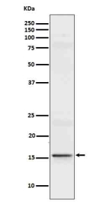 Western blot analysis of recombinant Interleukin 9 using IL9 antibody.
