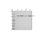 Western blot analysis of NCAPG using anti-NCAPG antibody. Electrophoresis was performed on a 8% SDS-PAGE gel at 80V (Stacking gel) / 120V (Resolving gel) for 2 hours. Lane 1: human 293T whole cell lysates, Lane 2: human Hela whole cell lysates, Lane 3: human HepG2 whole cell lysates, Lane 4: human U251 whole cell lysates. After electrophoresis, proteins were transferred to a nitrocellulose membrane at 150 mA for 50-90 minutes. Blocked the membrane with 5% non-fat milk/TBS for 1.5 hour at RT. The membrane was incubated with rabbit anti-NCAPG antibody at 0.5 ug/ml overnight at 4oC, then washed with TBS-0.1%Tween 3 times with 5 minutes each and probed with a goat anti-rabbit IgG-HRP secondary antibody at a dilution of 1:5000 for 1.5 hour at RT. The signal was developed using an ECL Plus Western Blotting Substrate. A band is detected at ~110-120 kDa in all samples, with a faint species just below 100 kDa in some lysates. The upward shift and minor lower band are consistent with mitotic phosphorylation-dependent mobility differences and a small hypophosphorylated pool of NCAPG.