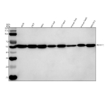 Western blot analysis of Tubulin Alpha using anti-Alpha Tubulin antibody. Lane 1: human whole cell lysates, Lane 2: human 293T whole cell lysates, Lane 3: human Hela whole cell lysates, Lane 4: rat liver tissue lysates, Lane 5: rat heart tissue lysates, Lane 6: mouse liver tissue lysates, Lane 7: mouse heart tissue lysates, Lane 8: mouse NIH/3T3 whole cell lysates. After electrophoresis, proteins were transferred to a nitrocellulose membrane at 150 mA for 50-90 minutes. Blocked the membrane with 5% non-fat milk/TBS for 1.5 hour at RT. The membrane was incubated with rabbit anti-Alpha Tubulin antibody at 0.25 ug/ml overnight at 4oC, then washed with TBS-0.1%Tween 3 times with 5 minutes each and probed with a goat anti-rabbit IgG-HRP secondary antibody at a dilution of 1:5000 for 1.5 hour at RT. The signal was developed using enhanced chemiluminescent. The predicted molecular weight of Tubulin Alpha is at 50 kDa.