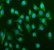 Immunofluorescent staining of Tubulin Alpha using anti-Alpha Tubulin antibody (green). Tubulin Alpha was detected in an immunocytochemical section of cells. Enzyme antigen retrieval was performed using IHC enzyme antigen retrieval reagent for 15 mins. The cells were blocked with 10% goat serum. And then incubated with 5 ug/ml rabbit anti-Alpha Tubulin antibody overnight at 4oC. DyLight 488 Conjugated Goat Anti-Rabbit IgG was used as secondary antibody at 1:500 dilution and incubated for 30 minutes at 37oC. The section was counterstained with DAPI nuclear stain (blue). Visualize using a fluorescence microscope and filter sets appropriate for the label used.