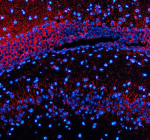 Immunofluorescent staining of Synaptotagmin-10/SYT10 using anti-SYT10 antibody (red). Synaptotagmin-10/SYT10 was detected in a paraffin-embedded section of mouse brain tissue. Heat mediated antigen retrieval was performed in EDTA buffer (pH 8.0, epitope retrieval solution). The tissue section was blocked with 10% goat serum. The tissue section was then incubated with 5 ug/ml rabbit anti-SYT10 antibody overnight at 4oC. Cy3 Conjugated Goat Anti-Rabbit IgG was used as secondary antibody at 1:500 dilution and incubated for 30 minutes at 37oC. The section was counterstained with DAPI nuclear stain (blue). Visualize using a fluorescence microscope and filter sets appropriate for the label used.