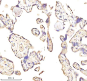 Immunohistochemical staining of MEST using anti-MEST antibody. MEST was detected in a paraffin-embedded section of human placenta tissue. Heat mediated antigen retrieval was performed in EDTA buffer (pH 8.0, epitope retrieval solution). The tissue section was blocked with 10% goat serum. The tissue section was then incubated with 2 ug/ml rabbit anti-MEST antibody overnight at 4oC. Peroxidase Conjugated Goat Anti-rabbit IgG was used as secondary antibody and incubated for 30 minutes at 37oC. The tissue section was developed using an HRP secondary and DAB substrate.