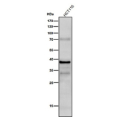 All lanes use the Phospho-CrkL (Tyr207) antibody at 1:1K dilution for 1 hour at room temperature. A predominant band is detected at ~40 kDa, running above the ~34 kDa prediction, consistent with phosphorylation-dependent mobility of CrkL. Minor higher bands are nonspecific background commonly observed with phospho antibodies.
