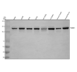 Western blot analysis of TAOK1 using anti-TAOK1 antibody. Electrophoresis was performed on a 8% SDS-PAGE gel at 80V (Stacking gel) / 120V (Resolving gel) for 2 hours. Lane 1: human Hela whole cell lysates, Lane 2: human whole cell lysates, Lane 3: human RT4 whole cell lysates, Lane 4: human SIHA whole cell lysates, Lane 5: rat testis tissue lysates, Lane 6: rat brain tissue lysates, Lane 7: mouse testis tissue lysates, Lane 8: mouse brain tissue lysates. After electrophoresis, proteins were transferred to a nitrocellulose membrane at 150 mA for 50-90 minutes. Blocked the membrane with 5% non-fat milk/TBS for 1.5 hour at RT. The membrane was incubated with rabbit anti-TAOK1 antibody at 0.5 ug/ml overnight at 4oC, then washed with TBS-0.1%Tween 3 times with 5 minutes each and probed with a goat anti-rabbit IgG-HRP secondary antibody at a dilution of 1:5000 for 1.5 hour at RT. The signal was developed using an ECL Plus Western Blotting Substrate. A predominant band is detected at ~130 kDa, higher than the ~116 kDa prediction. The upward shift is consistent with hyperphosphorylated TAOK1, which migrates slower on SDS-PAGE.