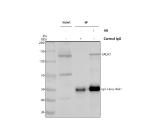 Immunoprecipitating TAOK1 in Hela whole cell lysate. Western blot analysis of TAOK1 using anti-TAOK1 antibody. Lane 1: Hela whole cell lysates (30ug), Lane 2: Rabbit control IgG instead of anti-TAOK1 antibody in Hela whole cell lysate, Lane 3: anti-TAOK1 antibody (2ug) + Hela whole cell lysate (500ug). After electrophoresis, proteins were transferred to a membrane. Then the membrane was incubated with rabbit anti-TAOK1 antibody at a dilution of 0.5 ug/ml and probed with a goat anti-rabbit IgG-HRP secondary antibody. The signal is developed using ECL Plus Western Blotting Substrate. A predominant band is detected at ~130 kDa, higher than the ~116 kDa prediction. The upward shift is consistent with hyperphosphorylated TAOK1, which migrates slower on SDS-PAGE.