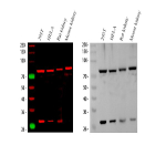 Western blot analysis of HADHA using anti-HADHA antibody. Lane 1: human 293T whole cell lysates, Lane 2: human HELA whole cell lysates, Lane 3: rat kidney tissue lysates, Lane 4: mouse kidney tissue lysates. After electrophoresis, proteins were transferred to a nitrocellulose membrane at 150 mA for 50-90 minutes. Blocked the membrane with 5% non-fat milk/TBS for 1.5 hour at RT. The membrane was incubated with rabbit anti-HADHA antibody at 0.25 ug/ml overnight at 4oC, then washed with TBS-0.1%Tween 3 times with 5 minutes each and probed with a goat anti-rabbit IgG-DyLight 647 Conjugated secondary antibody at a dilution of 1:5000 for 1.5 hour at RT. A specific band was detected for HADHA at approximately 79 kDa. The expected molecular weight of HADHA is ~83 kDa. Lane 1: human 293T whole cell lysates, Lane 2: human HELA whole cell lysates, Lane 3: rat kidney tissue lysates, Lane 4: mouse kidney tissue lysates. After electrophoresis, proteins were transferred to a nitrocellulose membrane at 150 mA for 50-90 minutes. Blocked the membrane with 5% non-fat milk/TBS for 1.5 hour at RT. The membrane was incubated with rabbit anti-HADHA antibody at 0.25 ug/ml overnight at 4oC, then washed with TBS-0.1%Tween 3 times with 5 minutes each and probed with a goat anti-rabbit IgG-HRP secondary antibody at a dilution of 1:2000 for 1.5 hour at RT. The signal was developed using enhanced chemiluminescent. A predominant band is detected at ~79 kDa, consistent with the reported migration of the full-length alpha subunit. An additional ~26 kDa band is present, consistent with a stable proteolytic fragment of HADHA commonly observed in mitochondrial or tissue lysates.