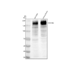 Western blot analysis of SHANK2 using anti-SHANK2 antibody. Electrophoresis was performed on a 8% SDS-PAGE gel at 80V (Stacking gel) / 120V (Resolving gel) for 2 hours. Lane 6: rat brain tissue lysates, Lane 7: mouse brain tissue lysates. After electrophoresis, proteins were transferred to a nitrocellulose membrane at 150 mA for 50-90 minutes. Blocked the membrane with 5% non-fat milk/TBS for 1.5 hour at RT. The membrane was incubated with rabbit anti-SHANK2 antibody at 0.5 ug/ml overnight at 4oC, then washed with TBS-0.1%Tween 3 times with 5 minutes each and probed with a goat anti-rabbit IgG-HRP secondary antibody at a dilution of 1:5000 for 1.5 hour at RT. The signal was developed using an ECL Plus Western Blotting Substrate. In rat and mouse brain, a major band is detected near ~200 kDa, sometimes as a tight doublet. The higher-than-predicted migration reflects brain-enriched long SHANK2 isoforms and phosphorylation-dependent mobility differences characteristic of postsynaptic density scaffolds.