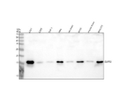 Western blot analysis of GLIPR2 using anti-GLIPR2 antibody. Lane 1: human U251 whole cell lysates, Lane 2: human U20S whole cell lysates, Lane 3: human THP-1 whole cell lysates, Lane 4: human Hela whole cell lysates, Lane 5: rat brain tissue lysates, Lane 6: rat RH35 whole cell lysates, Lane 8: mouse brain tissue lysates, Lane 9: mouse NIH/3T3 whole cell lysates. After electrophoresis, proteins were transferred to a nitrocellulose membrane at 150 mA for 50-90 minutes. Blocked the membrane with 5% non-fat milk/TBS for 1.5 hour at RT. The membrane was incubated with rabbit anti-GLIPR2 antibody at 0.5 ug/ml overnight at 4oC, then washed with TBS-0.1%Tween 3 times with 5 minutes each and probed with a goat anti-rabbit IgG-HRP secondary antibody at a dilution of 1:5000 for 1.5 hour at RT. The signal was developed using enhanced chemiluminescent. A specific band was detected for GLIPR2 at approximately 17 kDa. The expected molecular weight of GLIPR2 is ~17 kDa.
