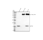 Immunoprecipitating GLIPR2 in U251 whole cell lysate. Western blot analysis of GLIPR2 using anti-GLIPR2 antibody. Lane 1: U251 whole cell lysates (30ug) Lane 2: Rabbit control IgG instead of anti-GLIPR2 antibody in U251 whole cell lysate. Lane 3: anti-GLIPR2 antibody (2ug) + U251 whole cell lysate (500ug) After electrophoresis, proteins were transferred to a membrane. Then the membrane was incubated with rabbit anti-GLIPR2 antibody at a dilution of 0.5 ug/ml and probed with a goat anti-rabbit IgG-HRP secondary antibody. The signal is developed using ECL Plus Western Blotting Substrate. A specific band was detected for GLIPR2 at approximately 17 kDa. The expected molecular weight of GLIPR2 is at 17 kDa.