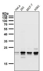 Western blot testing of human samples using the HN1 antibody at 1:1000 dilution for 1 hour at room temperature. Predicted molecular weight: 16-20 kDa (two isoforms).