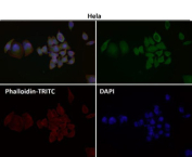 Immunofluorescent analysis using the HN1 antibody (green) at 1:500 dilution.