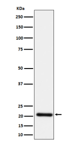 Western blot analysis of HN1 expression in human HeLa cell lysate using HN1 antibody. Predicted molecular weight: 16-20 kDa (two isoforms).
